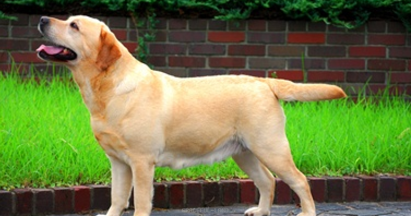 ルイザ(英国ラブラドール) ルイザ(英国ラブラドール)